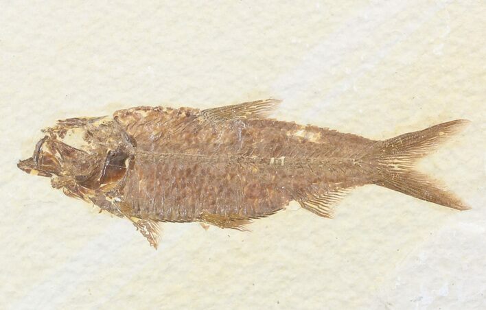 Knightia Fossil Fish - Wyoming #48188